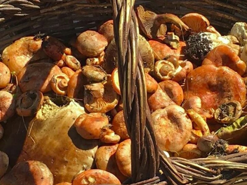 Temps de bolets a Aransa