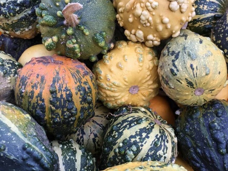 Tothom a collir l'hort