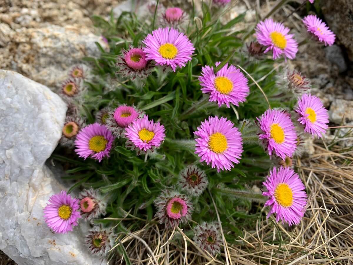 Erigeron sp.