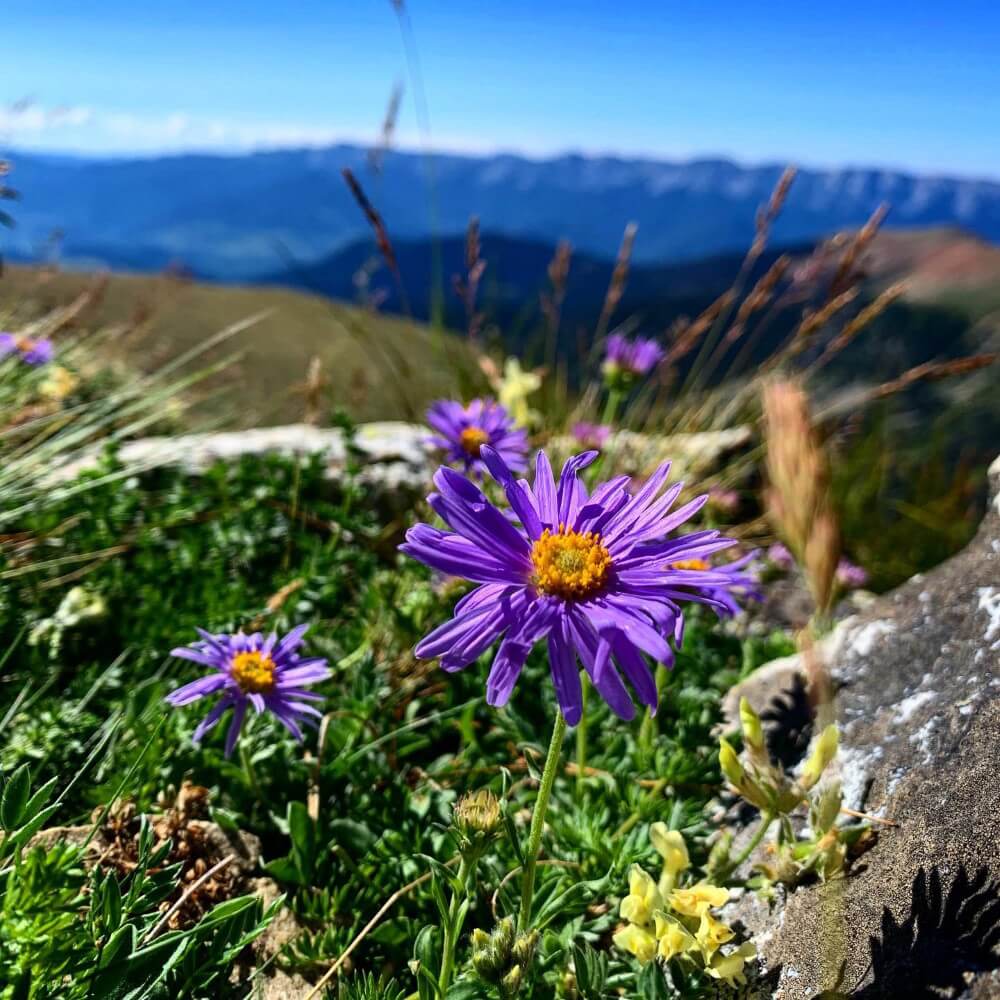 Aster Alpinus