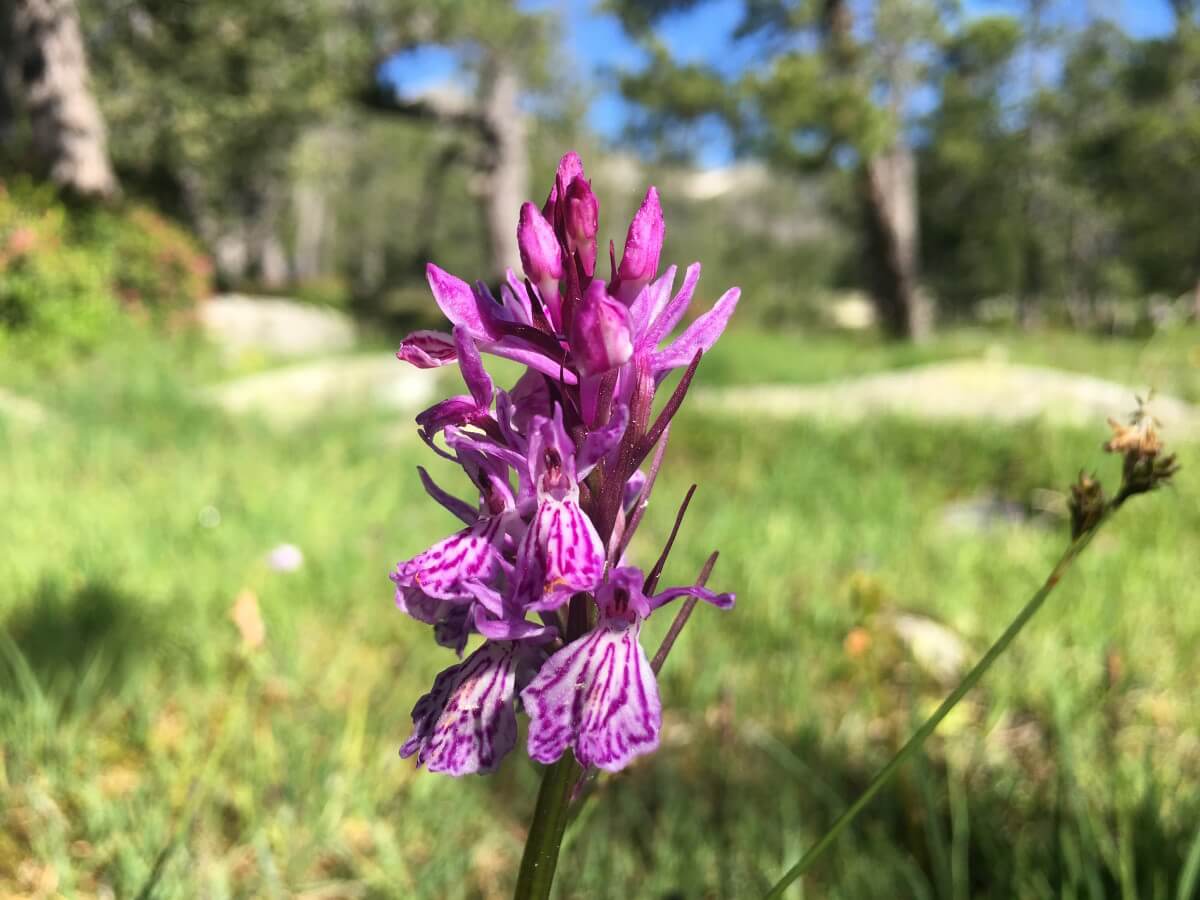 Dactylorhiza maculata