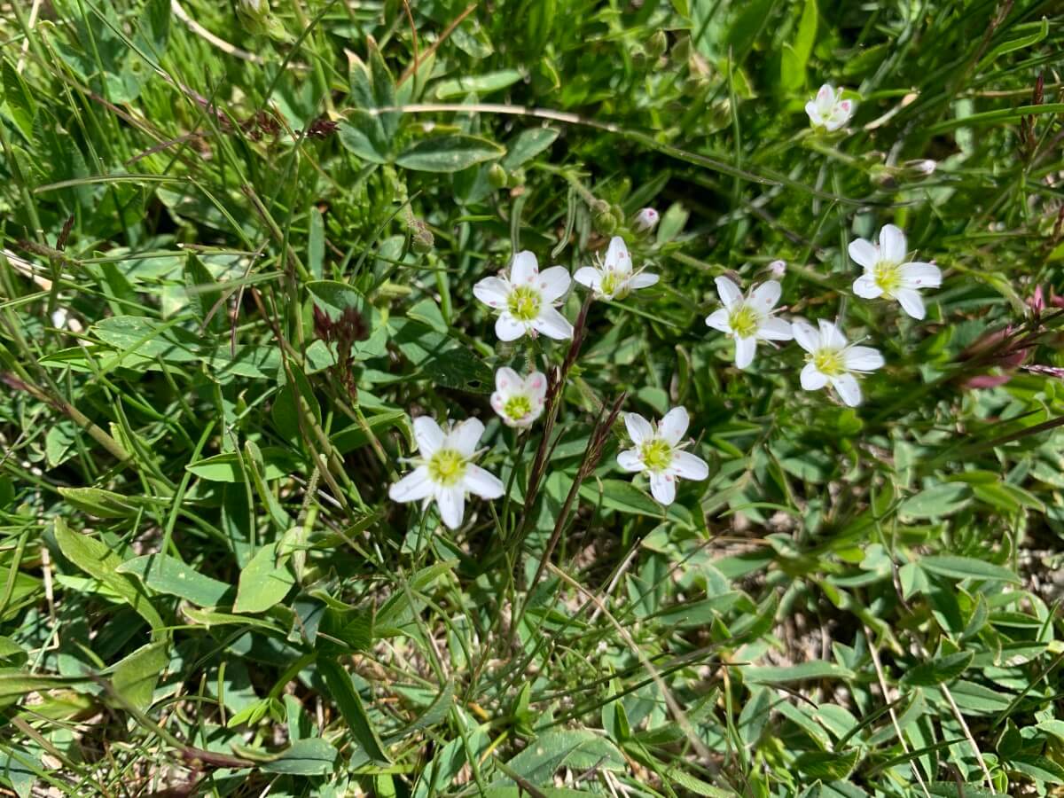 Saxifraga aquatica