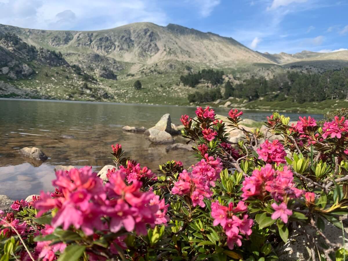 Rhododendron ferrugineum