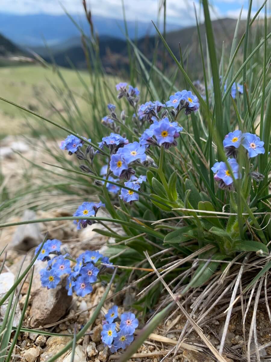 Myosotis alpestris
