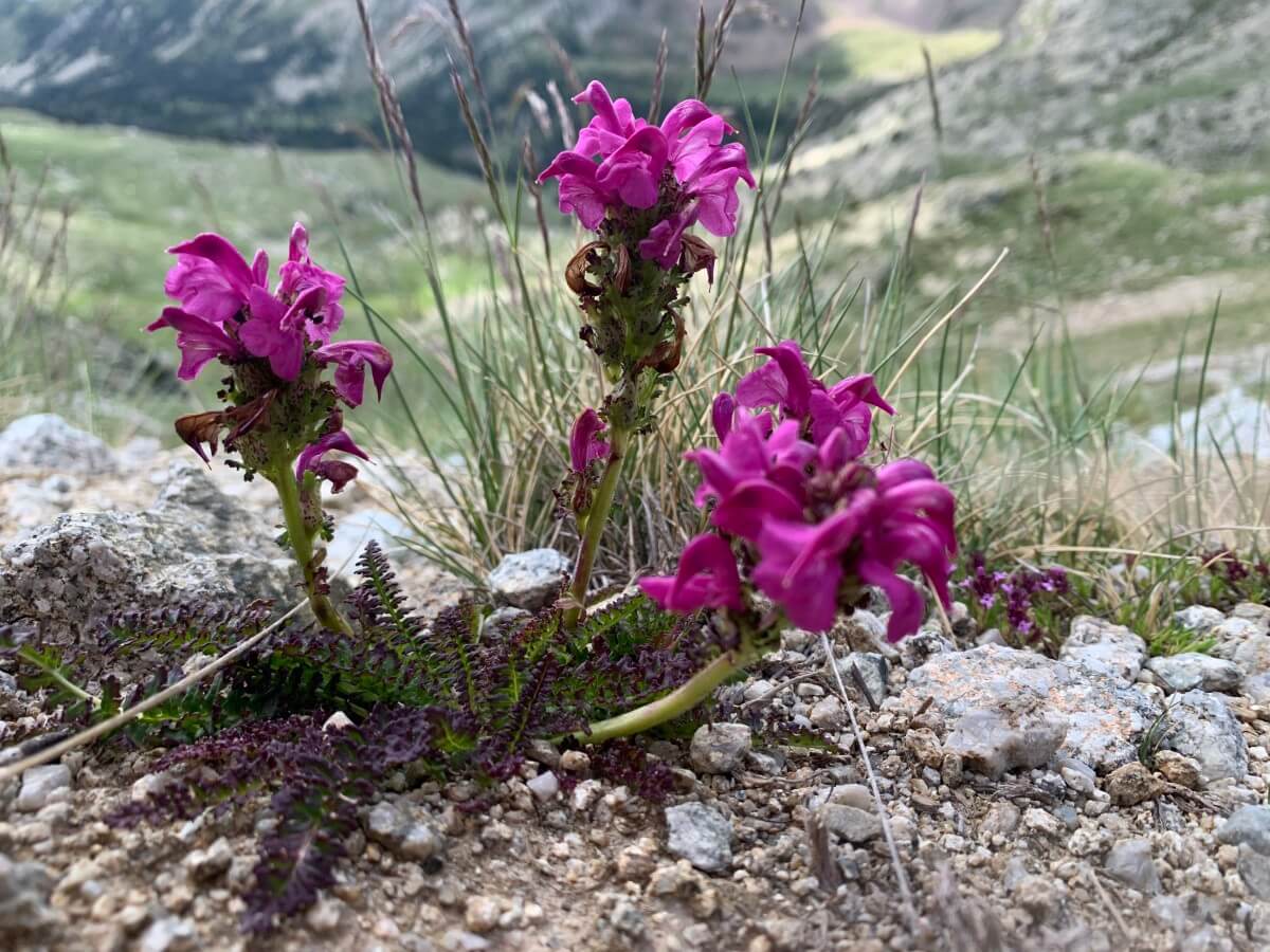 Pedicularis pyrenaica
