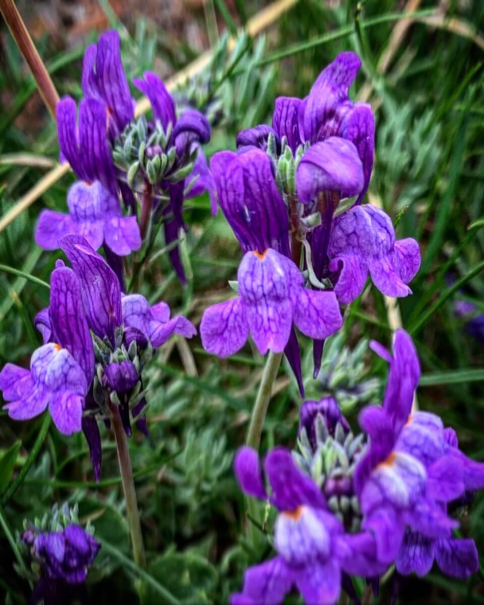 Linaria alpina
