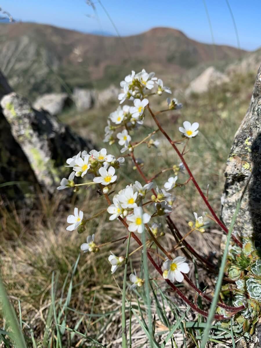 Saxifraga paniculata