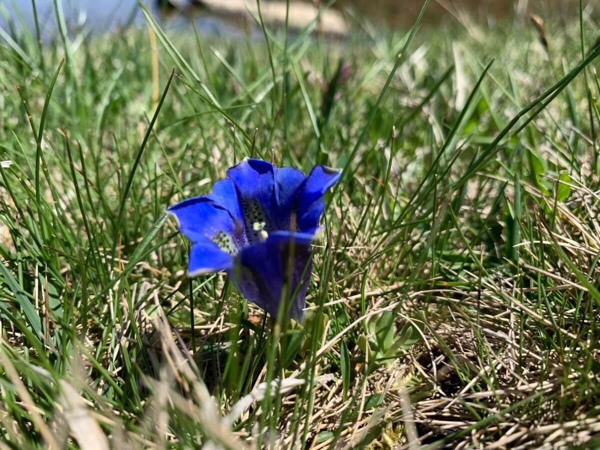 Gentiana acaulis