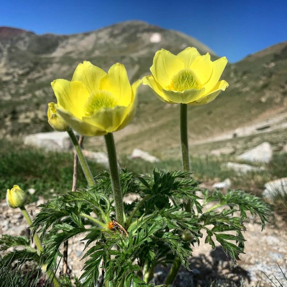 Pulsatilla alpina