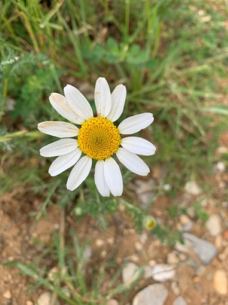 Anthemis arvensis