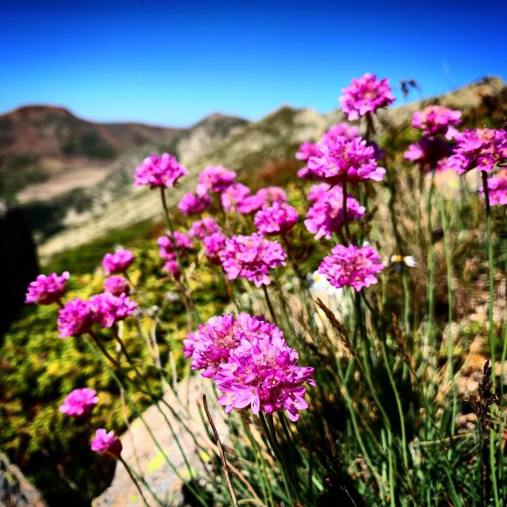 Armeria alpina