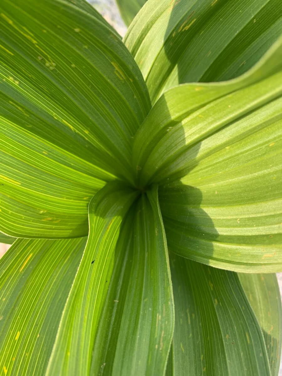Veratrum album