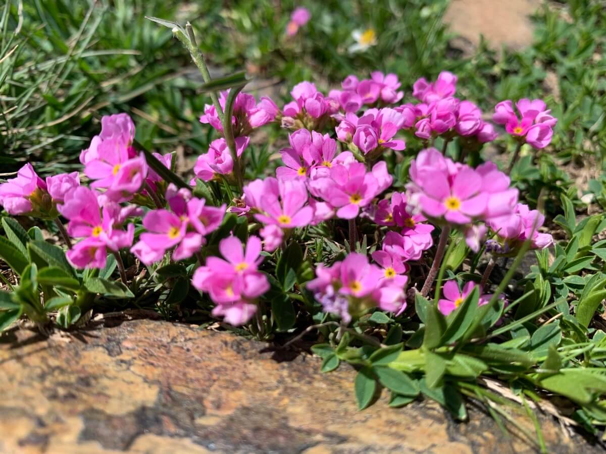 Androsace laggeri