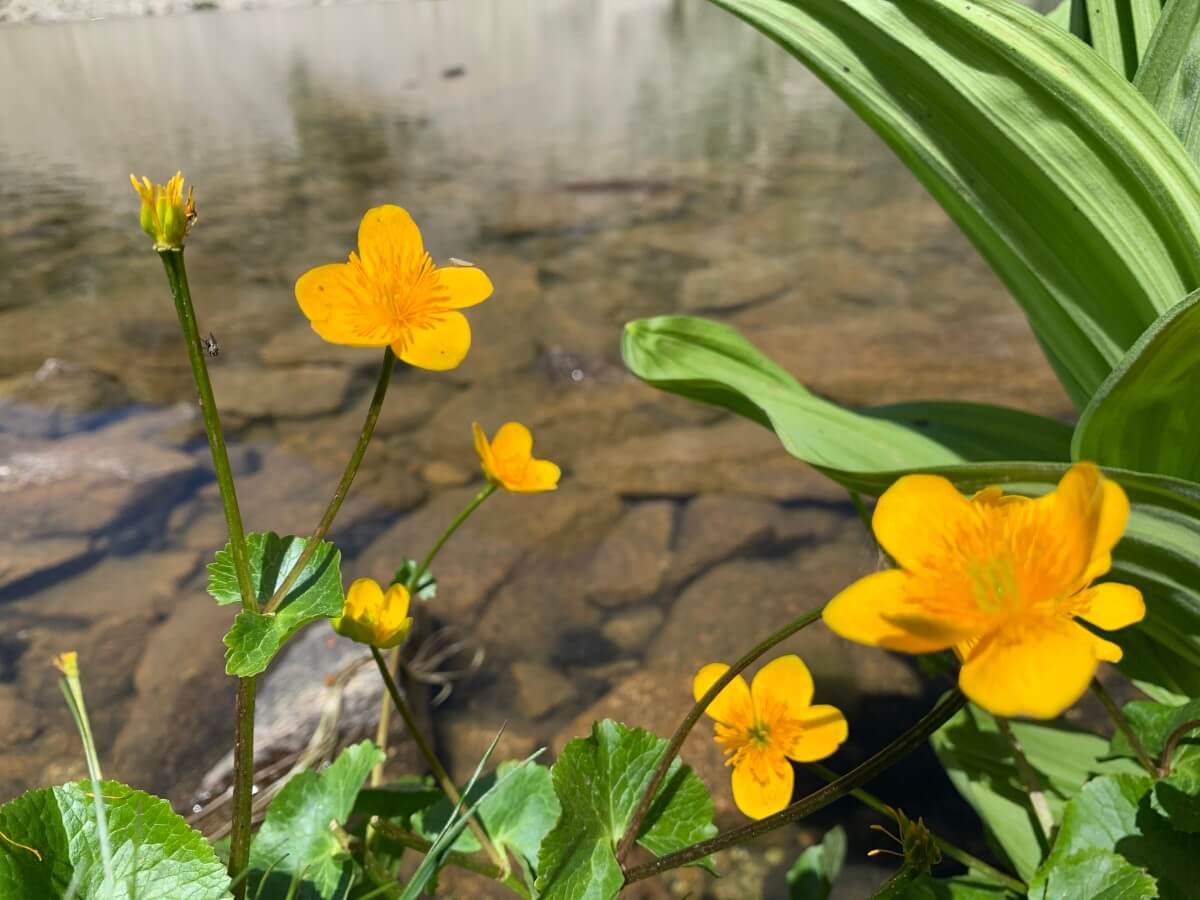 Caltha palustris