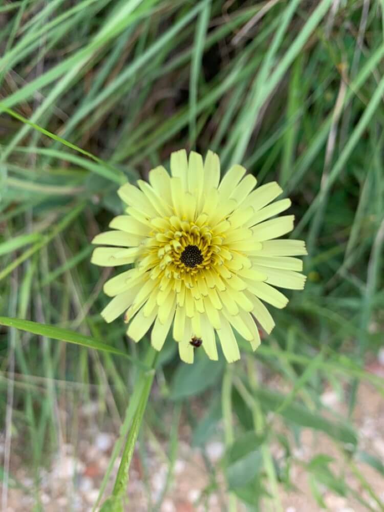 Urospermum dalechampii