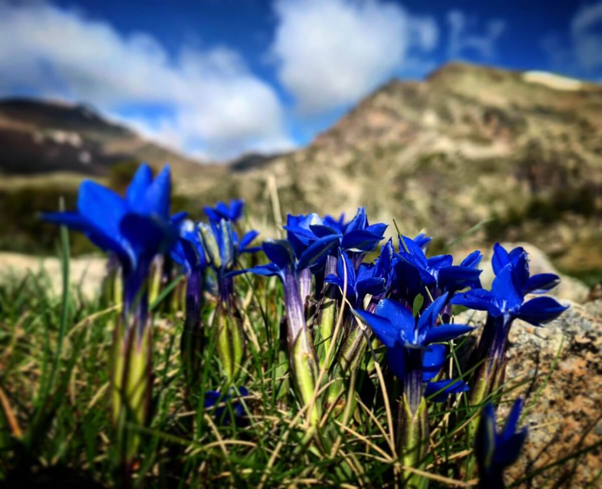 Gentiana verna