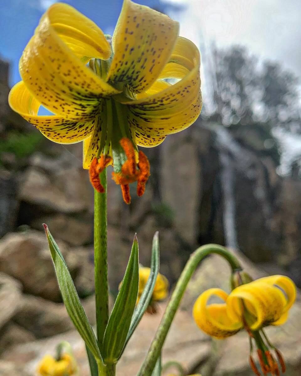 Gentiana verna