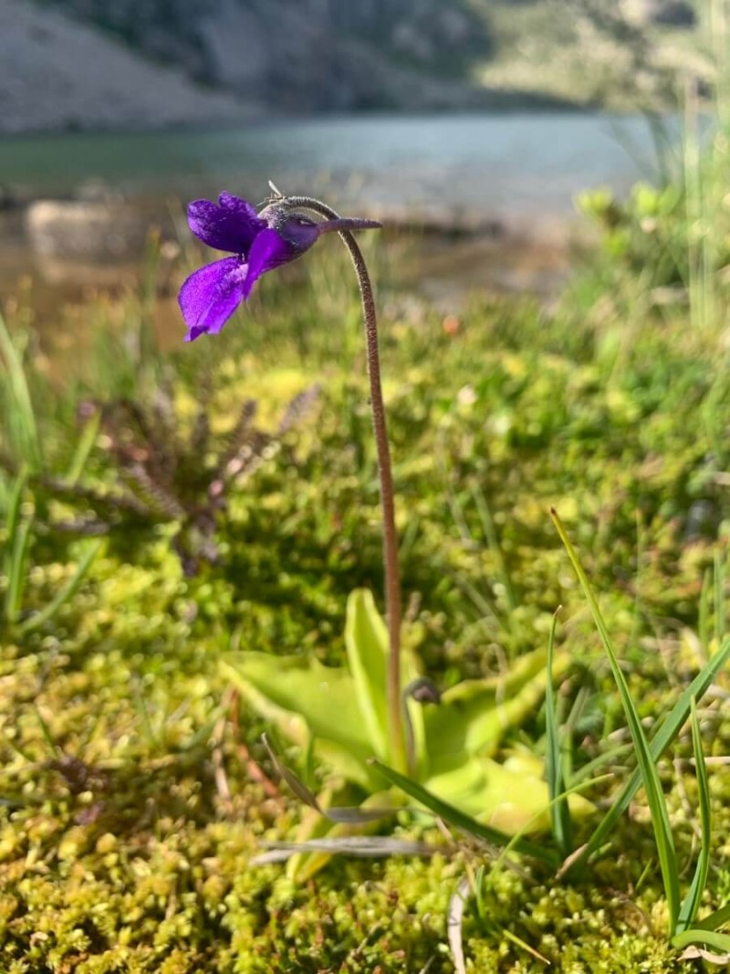 Pinguicula vulgaris