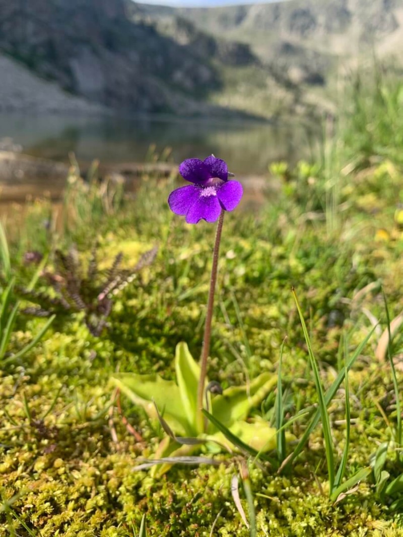 Pinguicula vulgaris