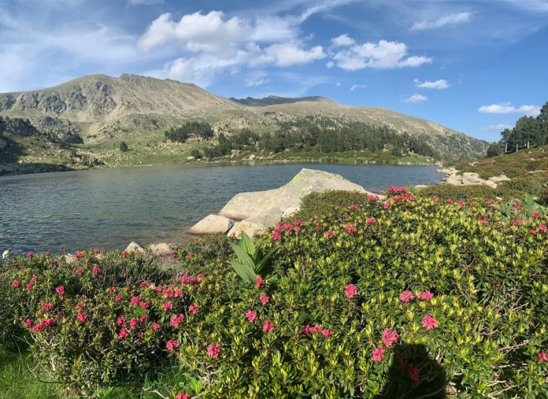 Rhododendron ferrugineum